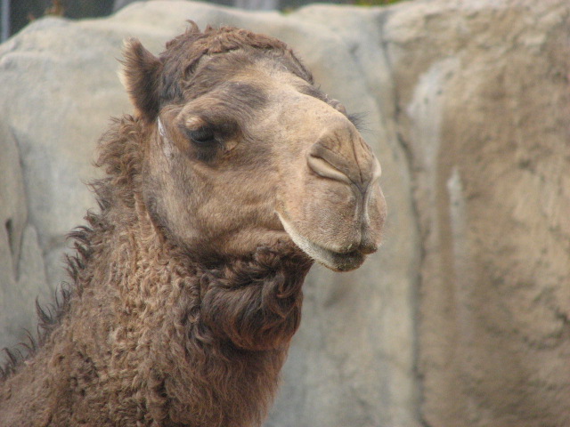 Dromedary Camel