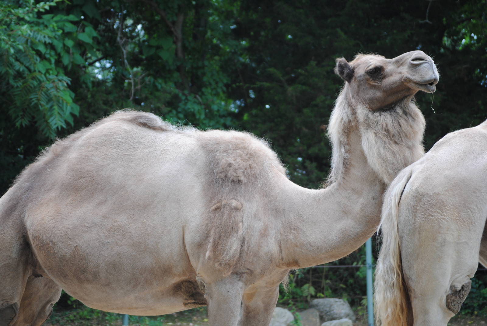 Dromedary Camel