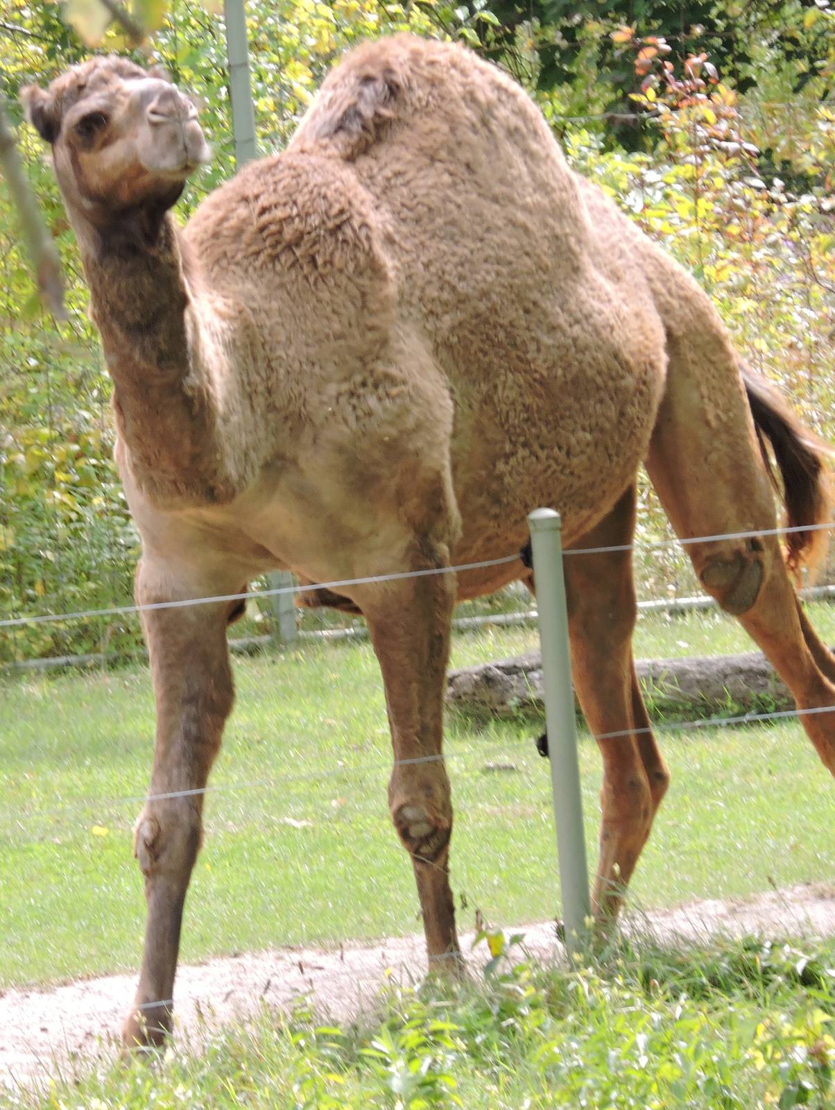Dromedary Camel