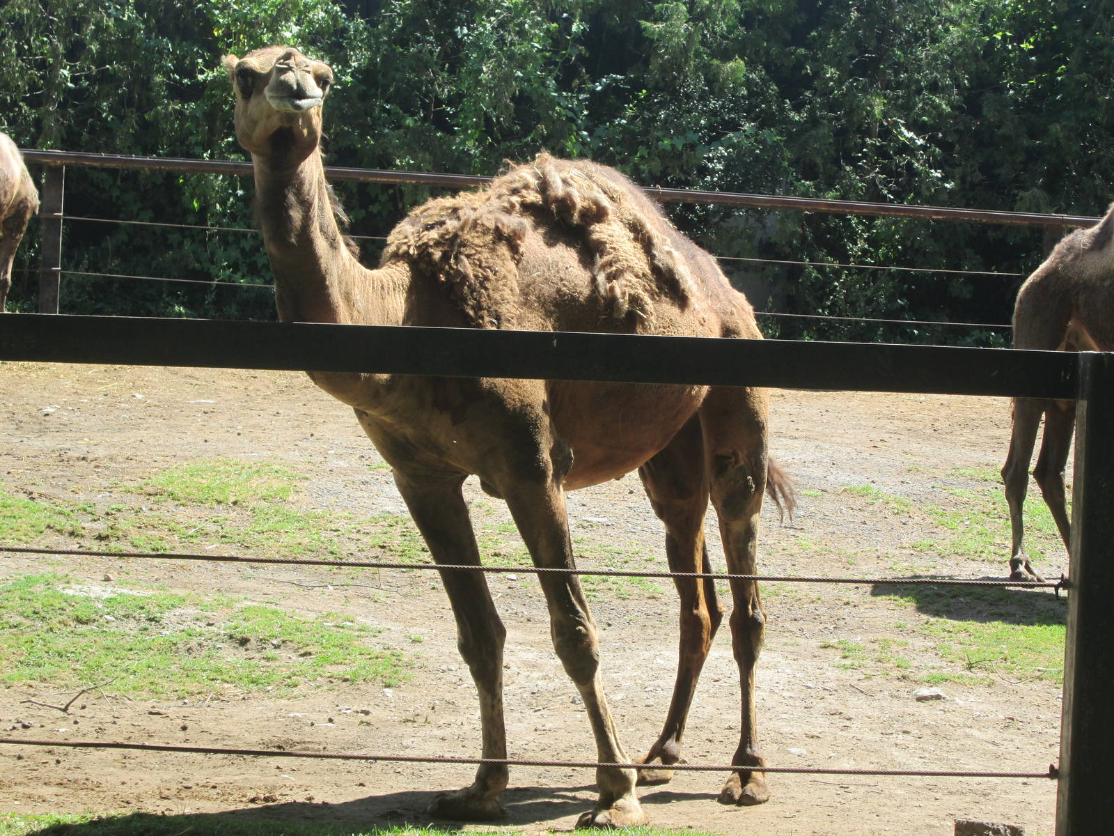 Dromedary Camel
