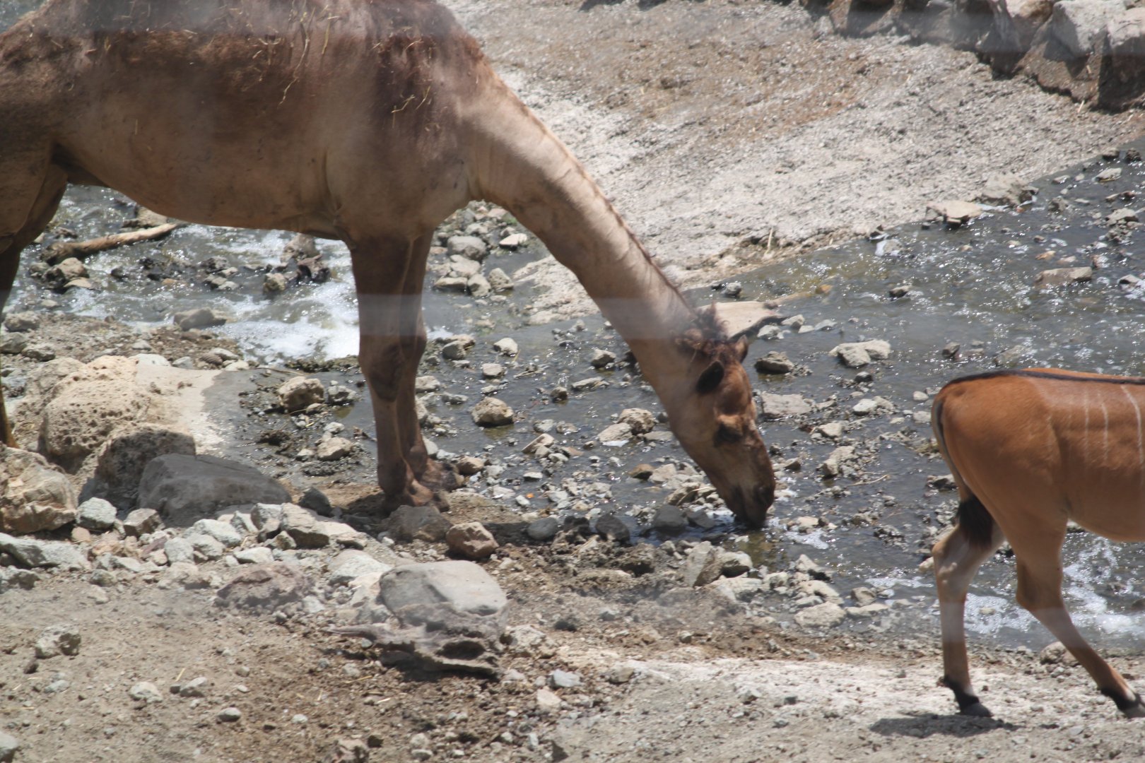 Dromedary camel