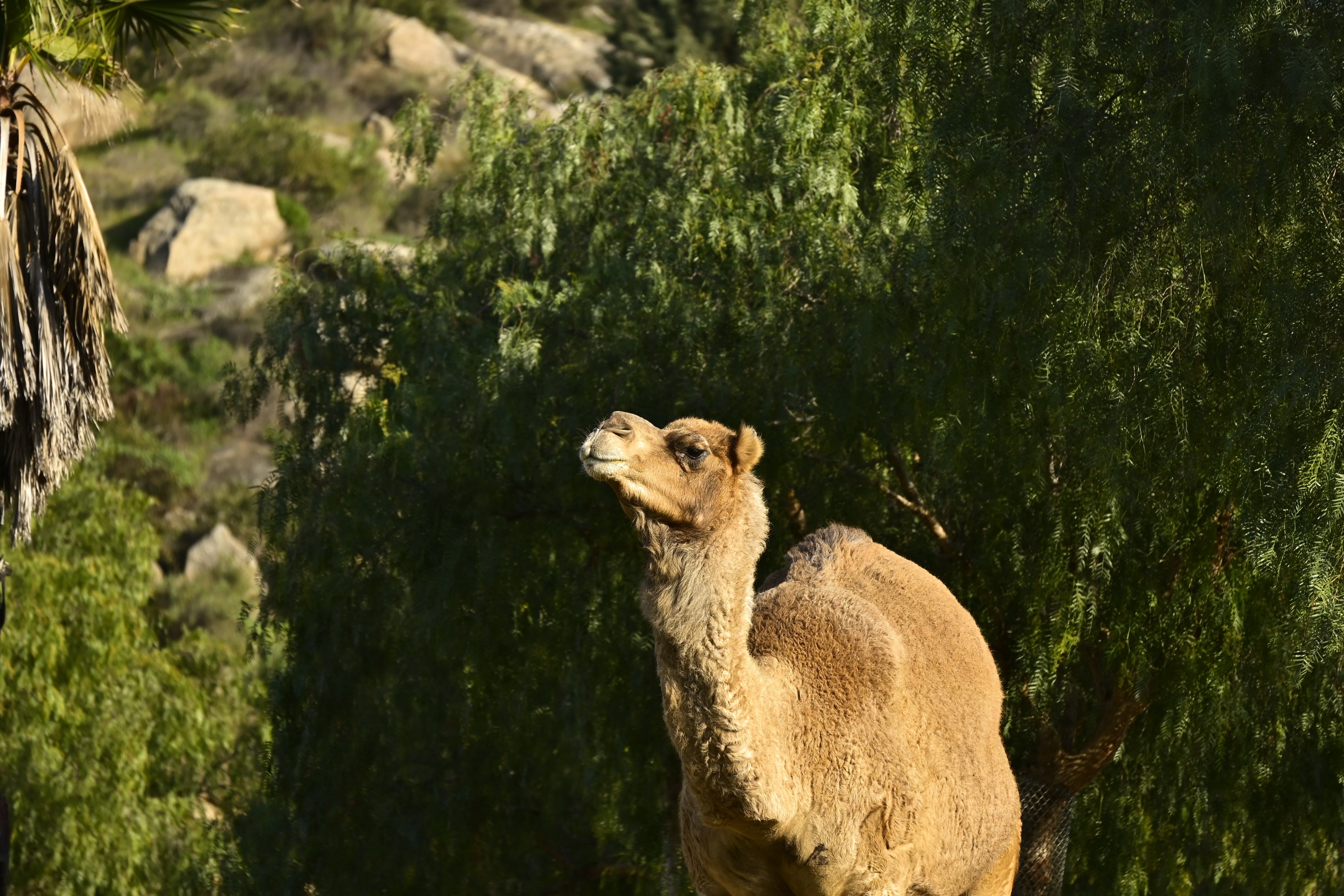 Dromedary Camel