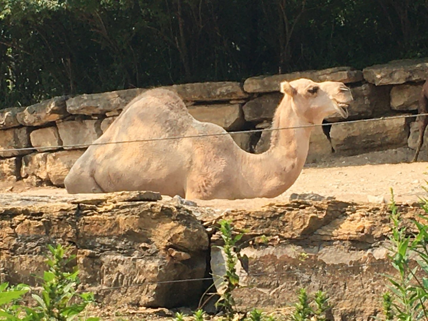 Dromedary Camel