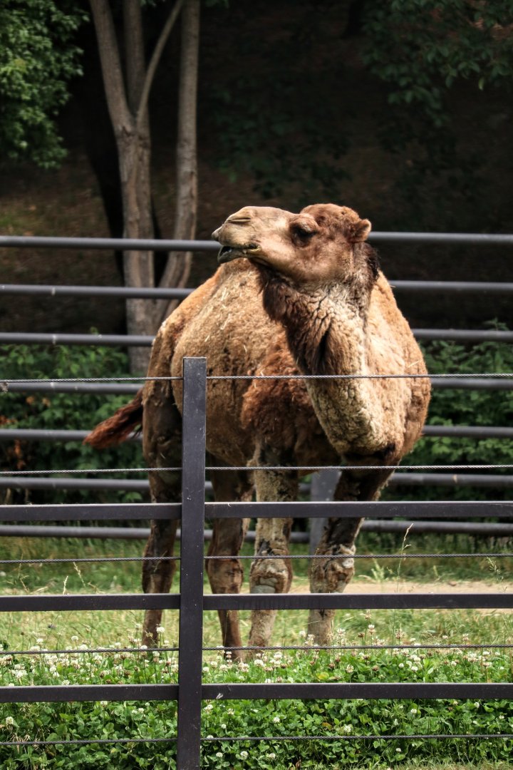 Dromedary Camel