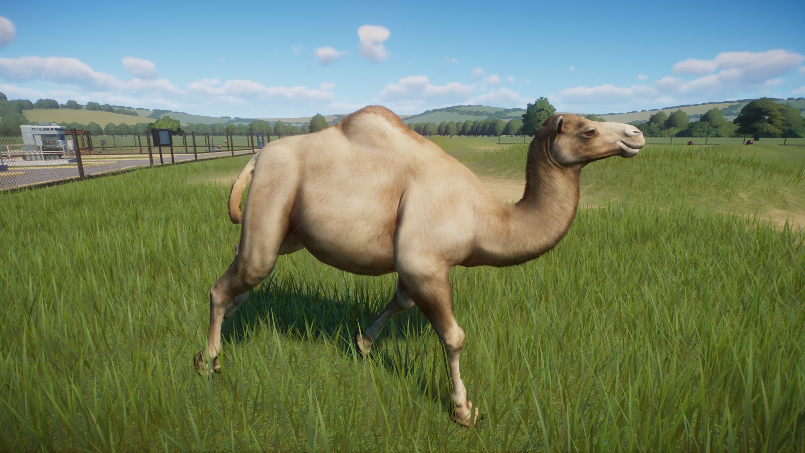Dromedary Camel