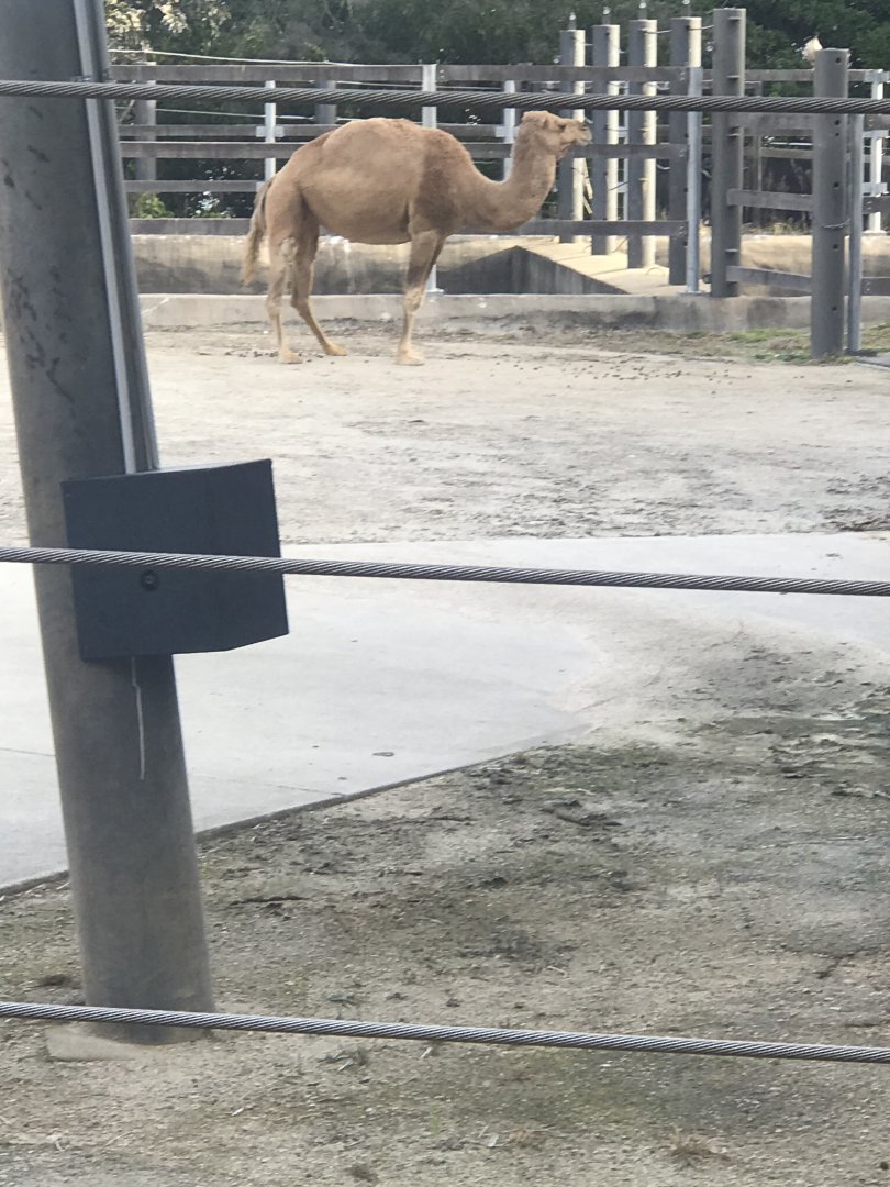 Dromedary Camel