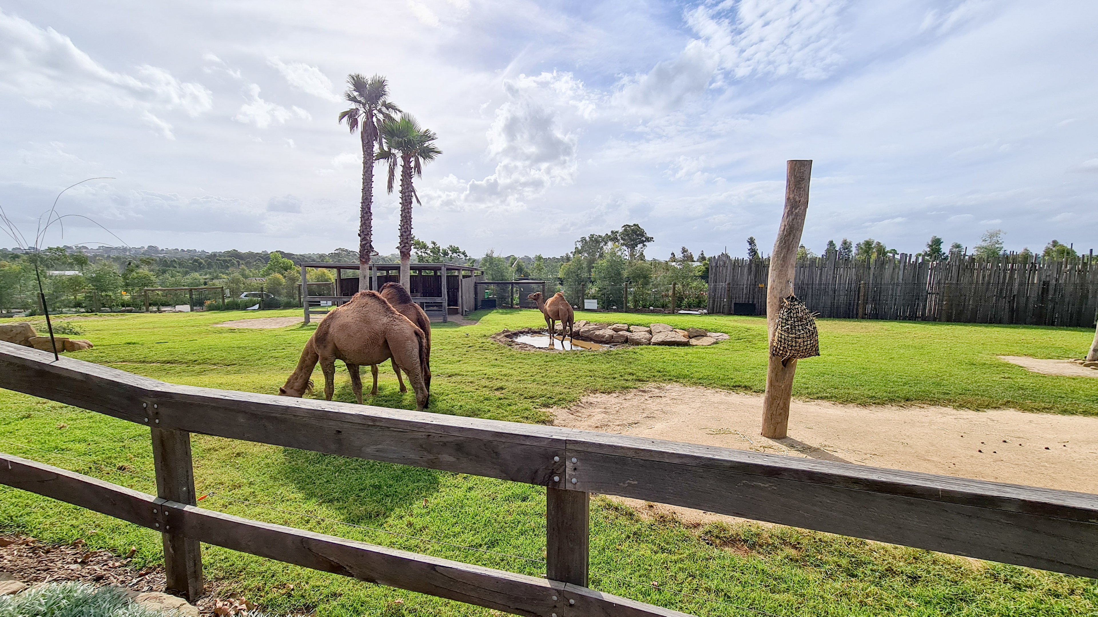 Dromedary camel