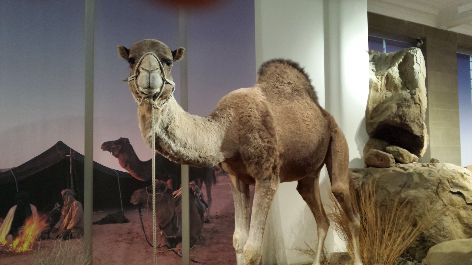 Dromedary Camel