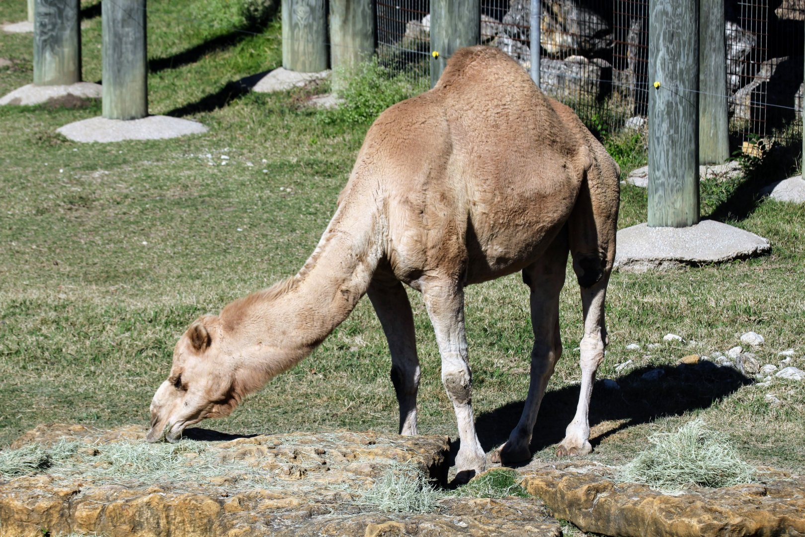 Dromedary Camel