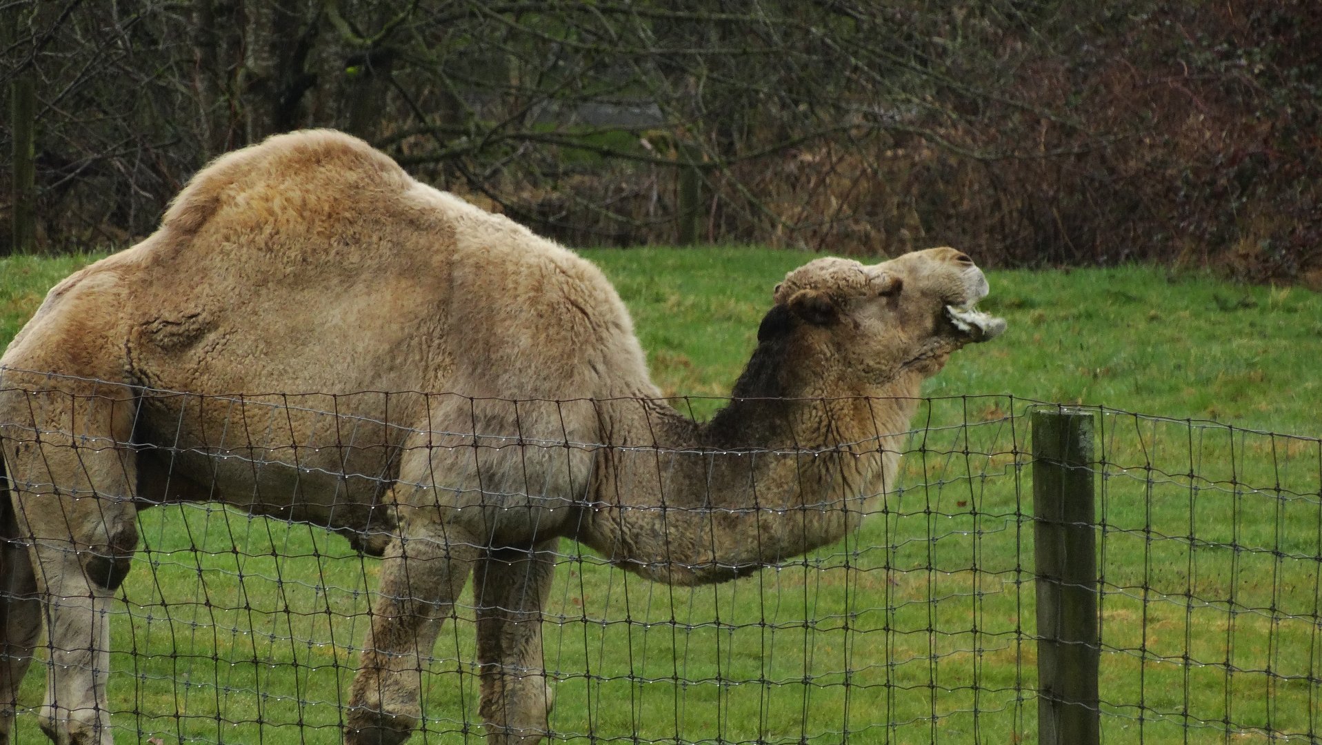 Dromedary Camel