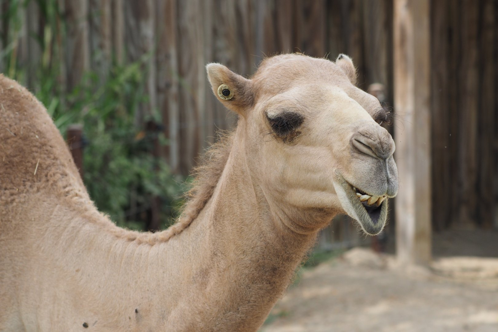 Dromedary camel