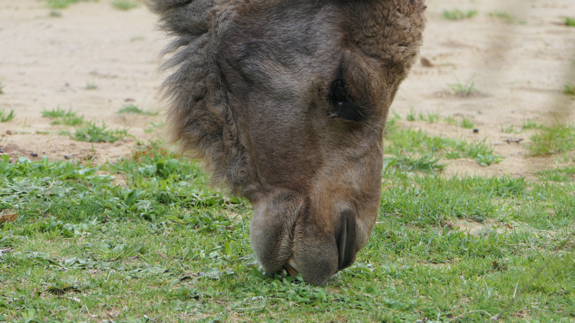Dromedary Camel