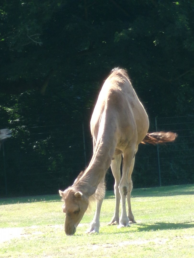Dromedary camel