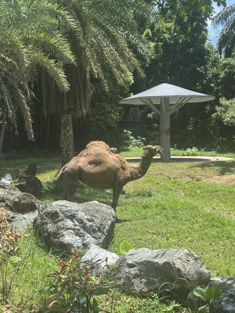 Dromedary Camel