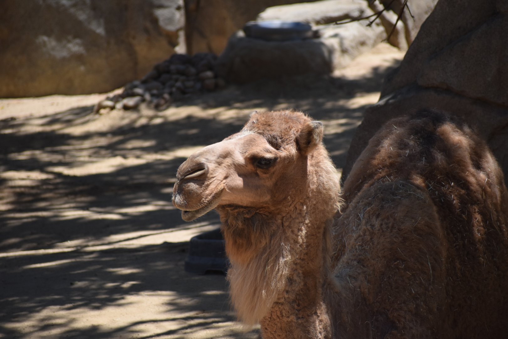 Dromedary Camel