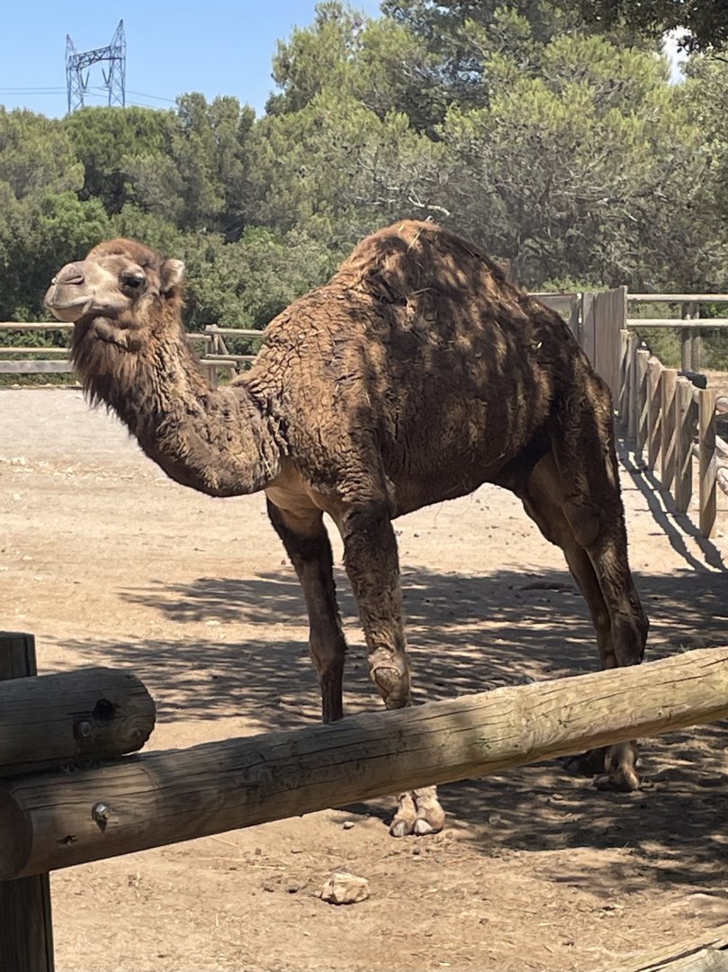 Dromedary Camel