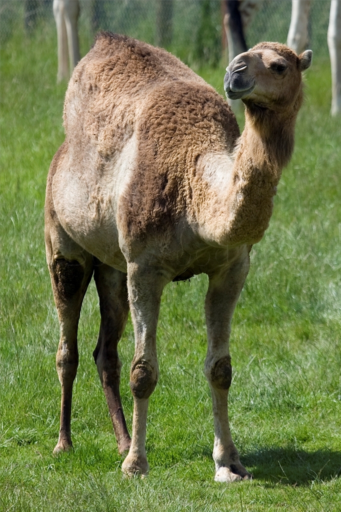 Dromedary Camel