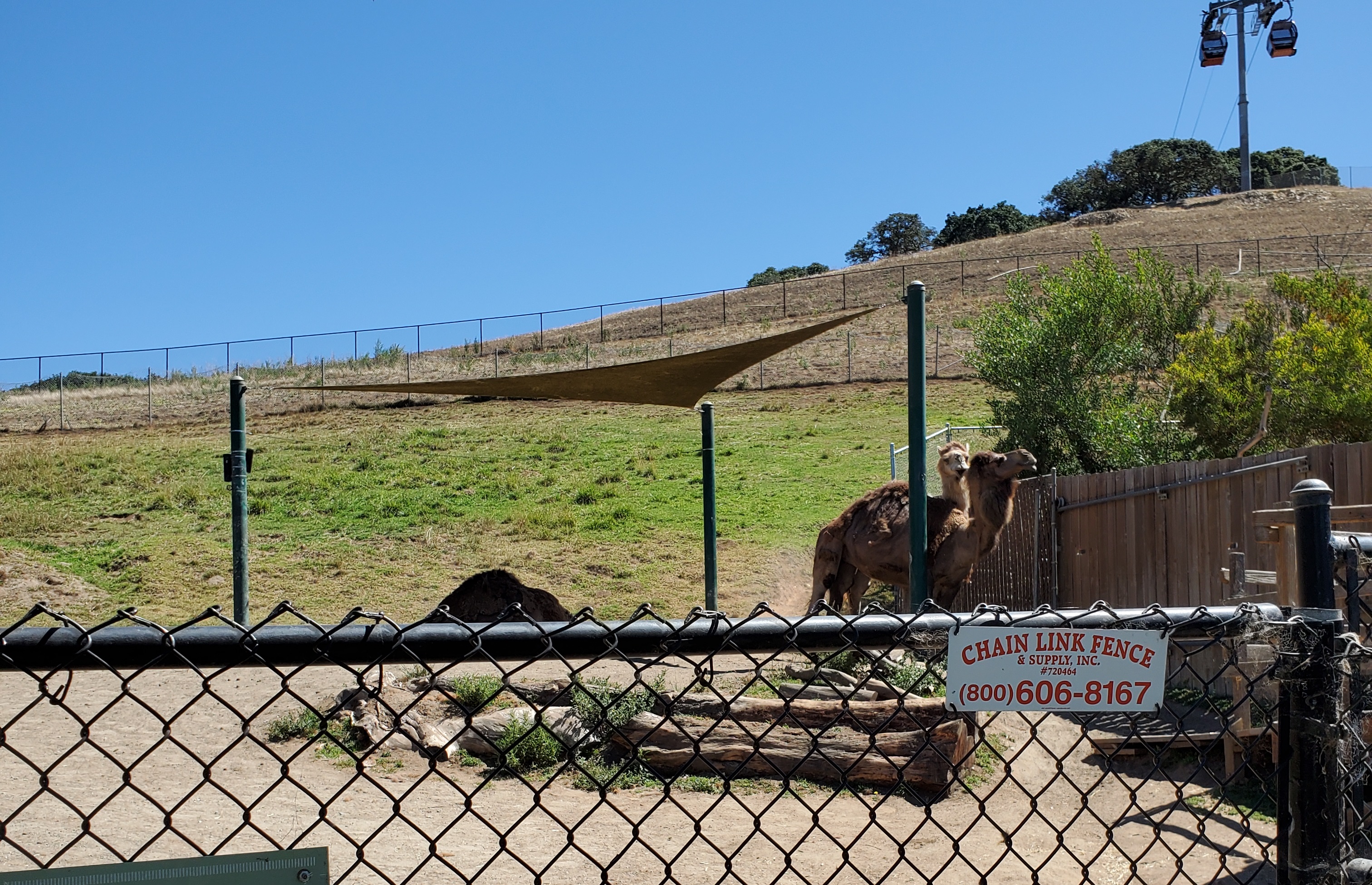 Dromedary camels - 10 Jun 2022