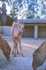 Dromedary camels 1964
