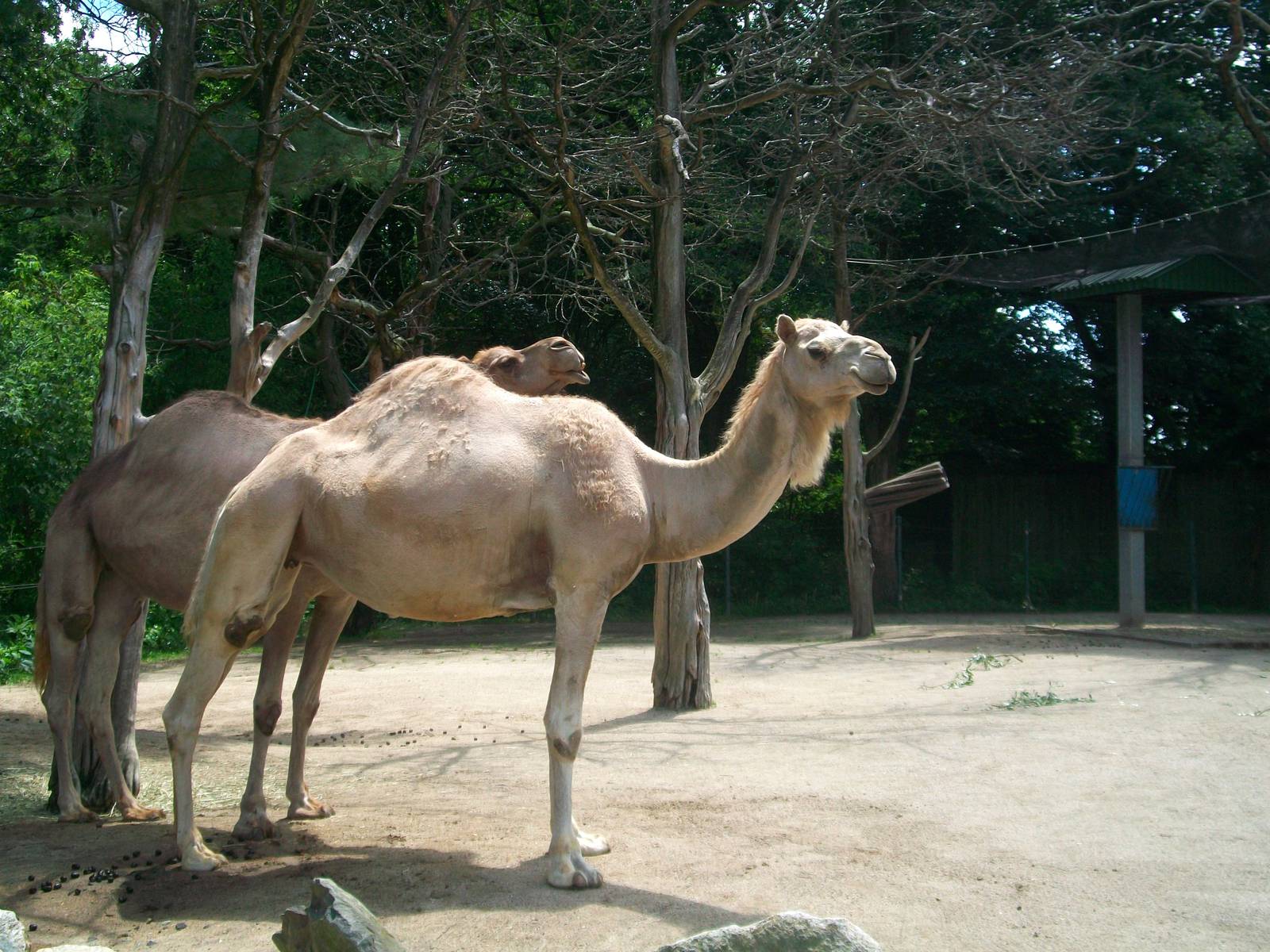 Dromedary Camels - 2009