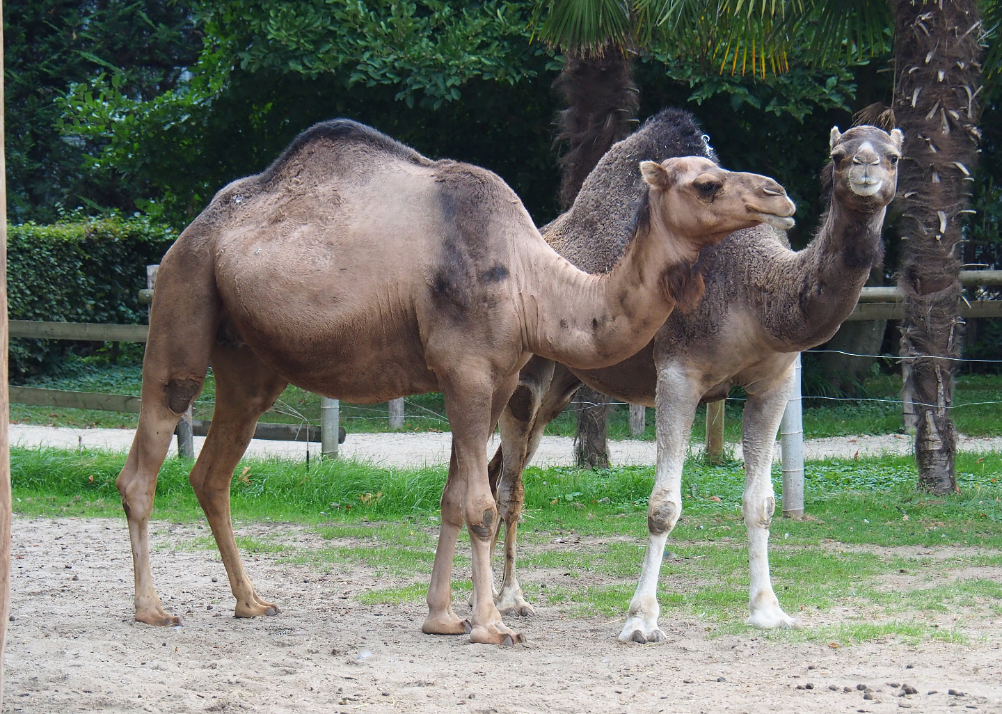 Dromedary camels (Camelus dromedarius), 2020-09-03