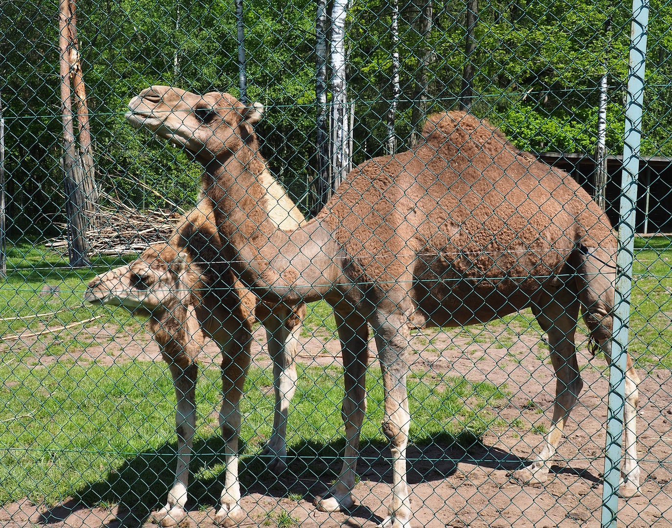 Dromedary camels (Camelus dromedarius), 2023-05-19