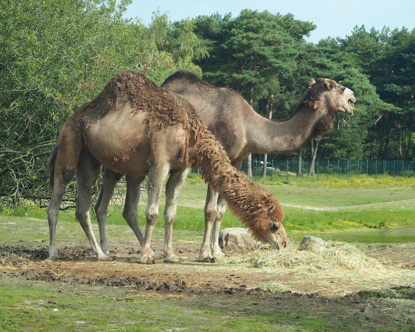 Dromedary camels (Camelus dromedarius), 2023-08-15