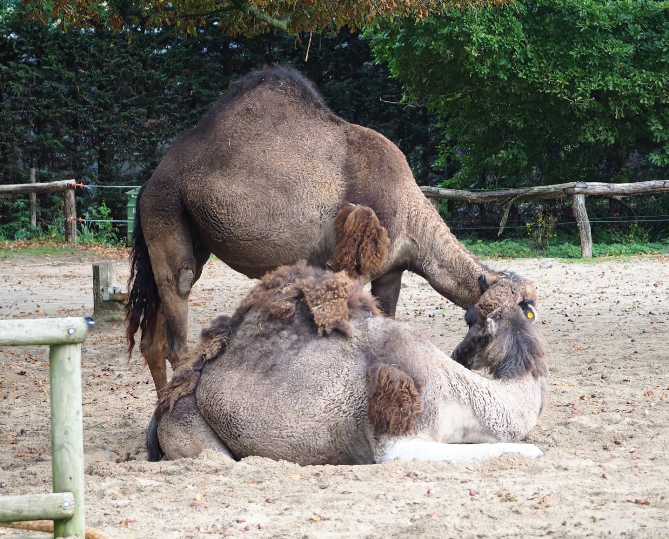 Dromedary camels (Camelus dromedarius), 2023-10-13