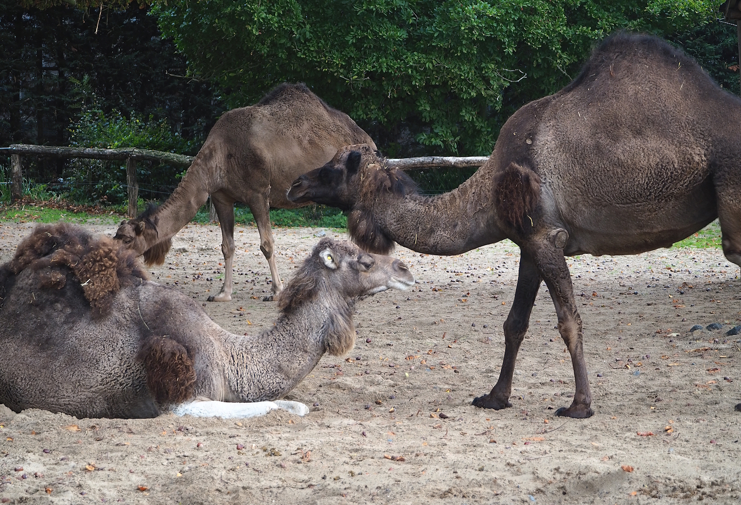 Dromedary camels (Camelus dromedarius), 2023-10-13