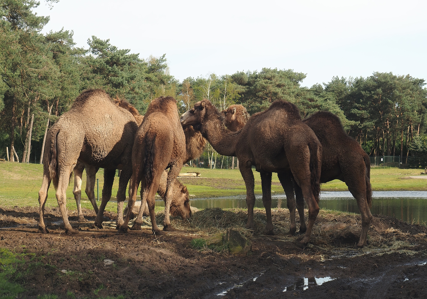 Dromedary camels (Camelus dromedarius), 2024-04-06