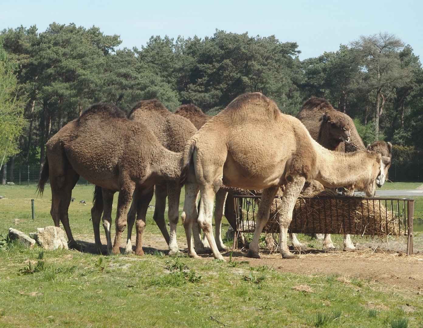 Dromedary camels (Camelus dromedarius), 2025-04-30