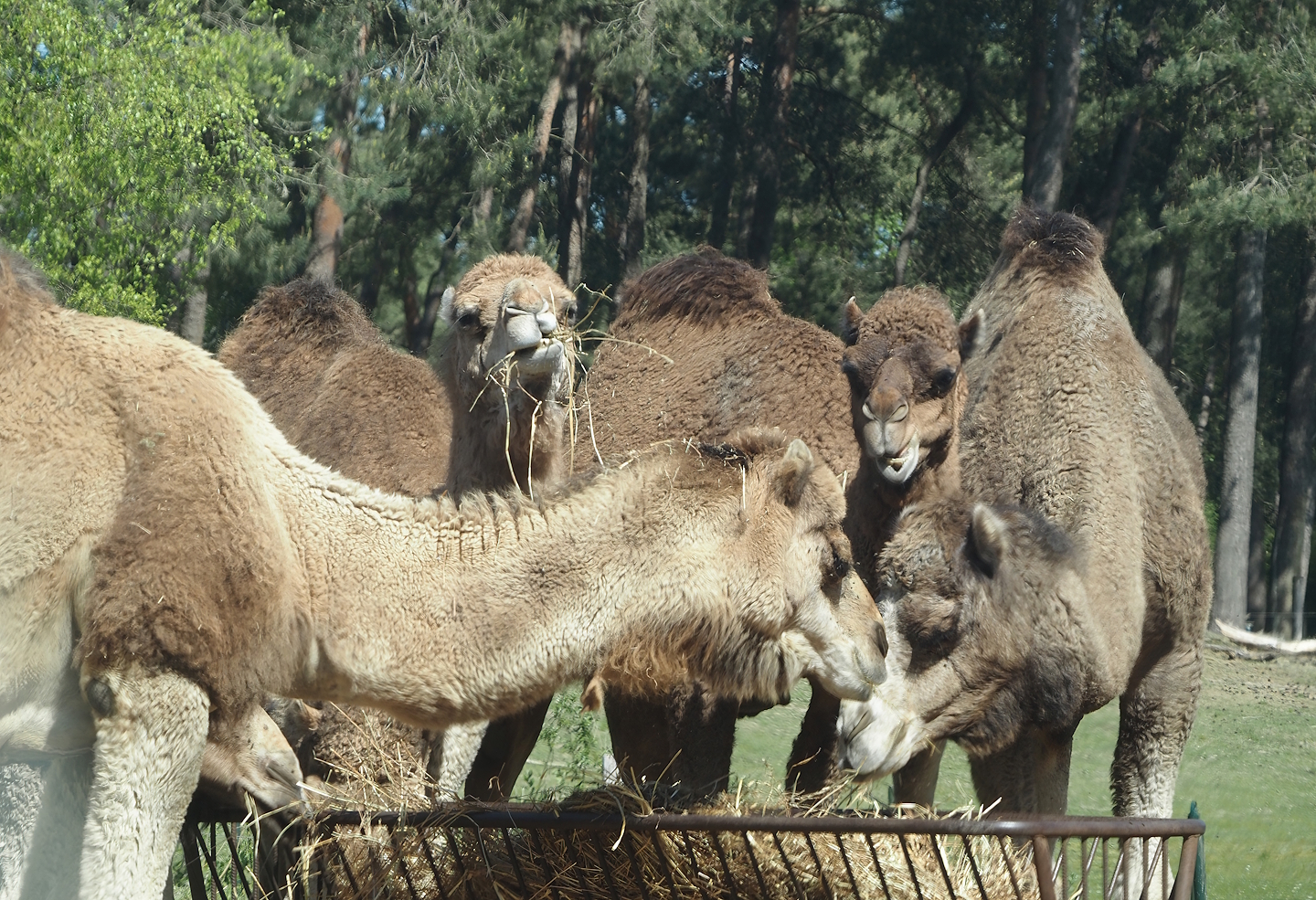 Dromedary camels (Camelus dromedarius), 2025-04-30