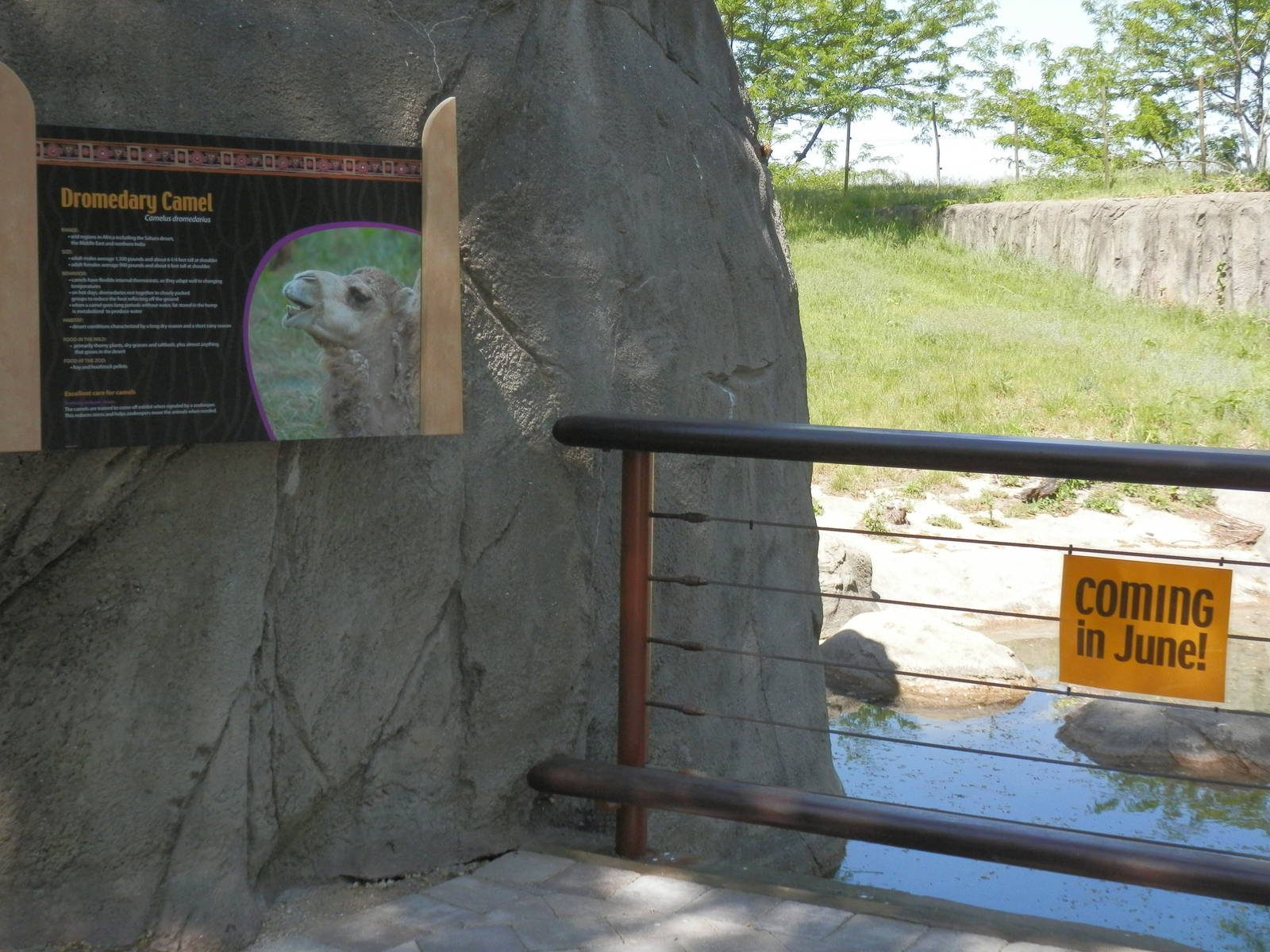 Dromedary camels coming in June 2012