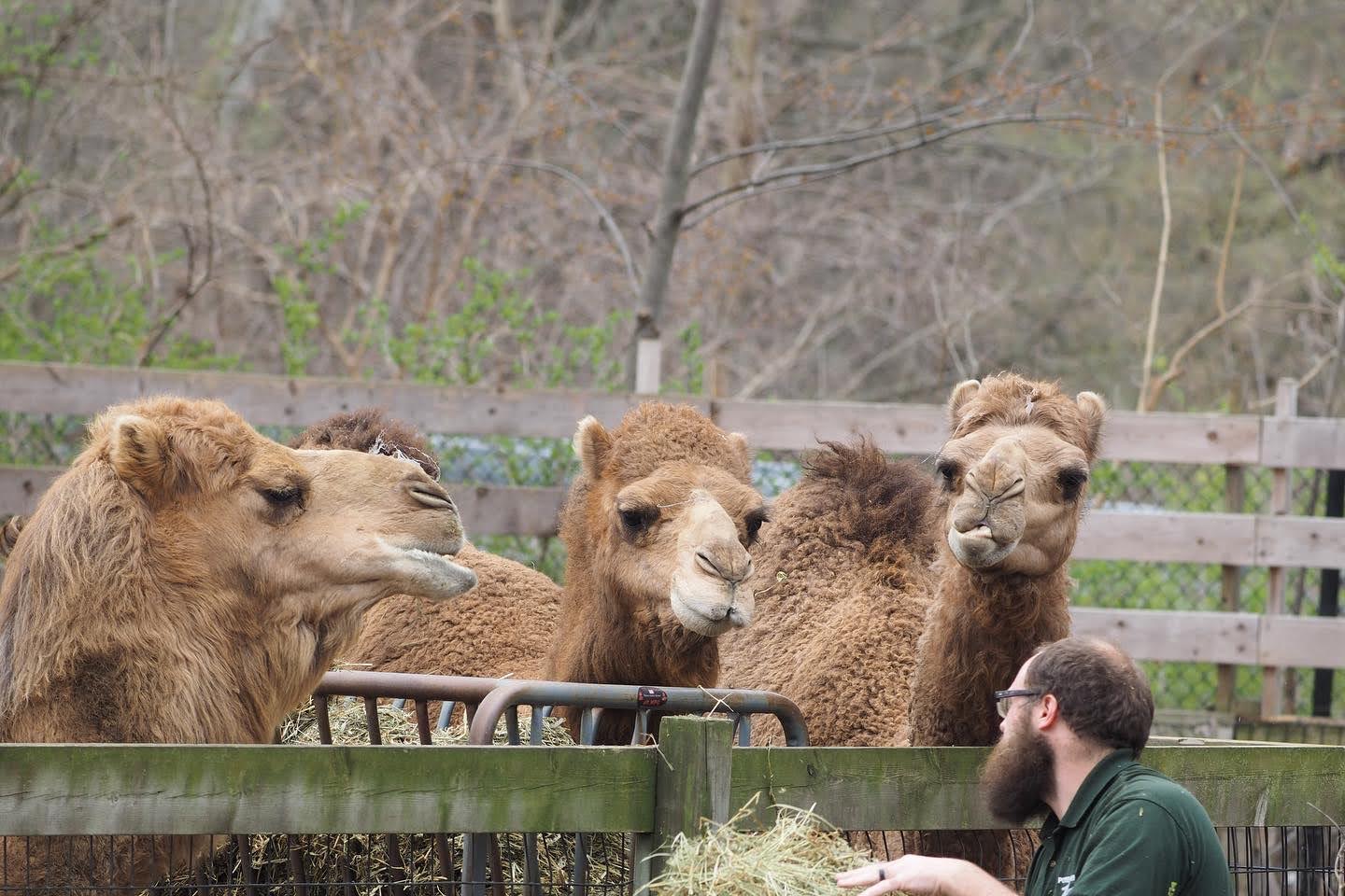 Dromedary camels getting fed