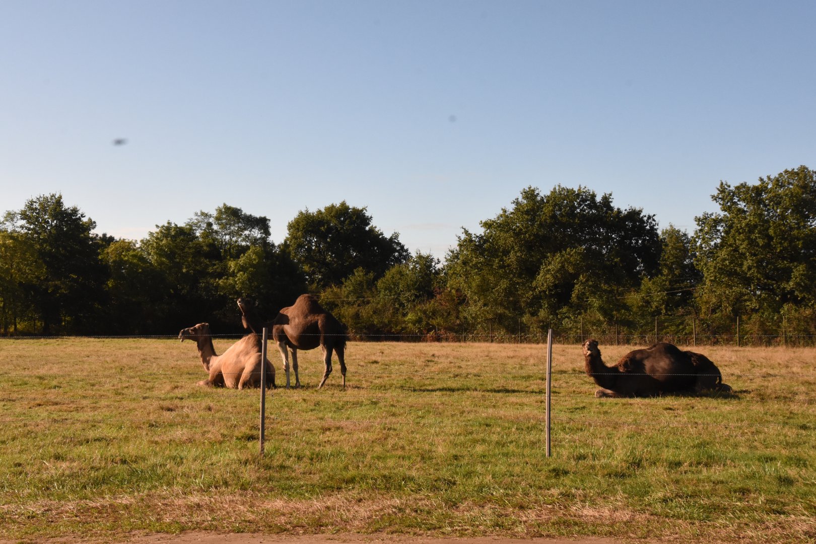 Dromedary Camels in a side enclosure