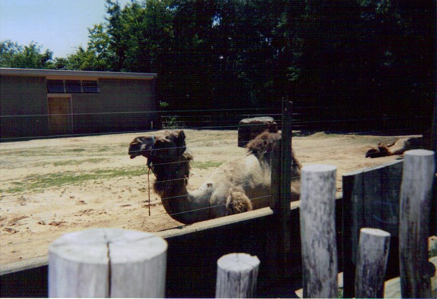 Dromedary Camels