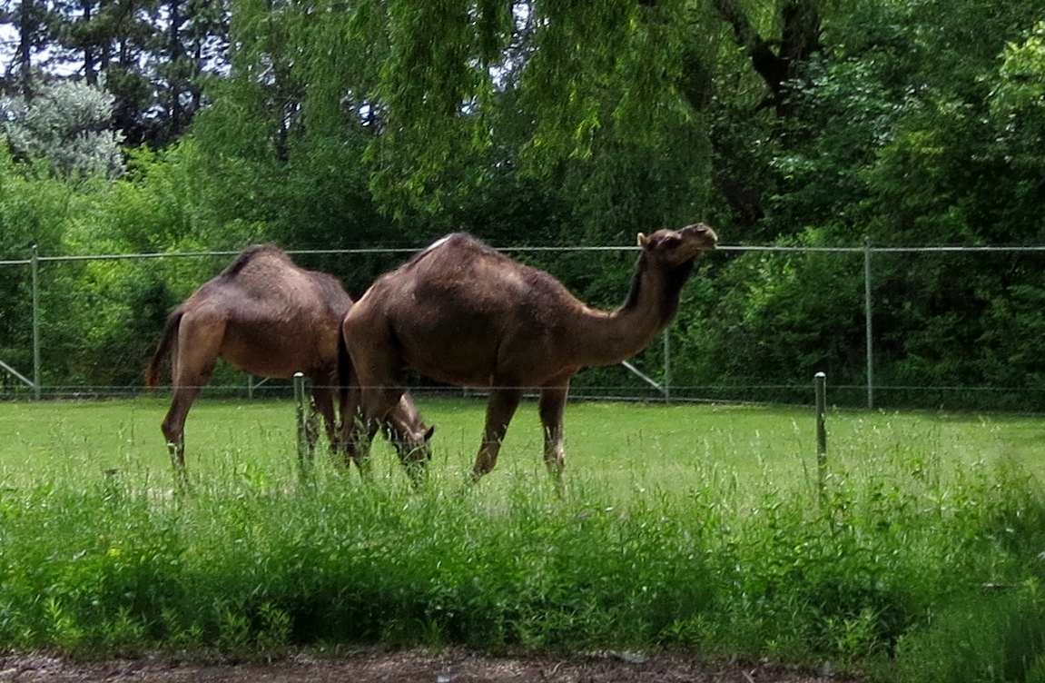 Dromedary Camels