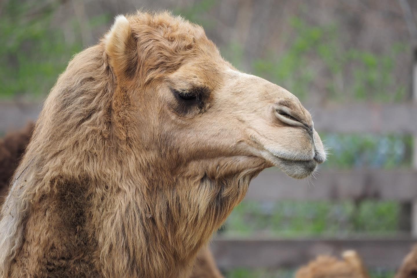 Dromedary camels