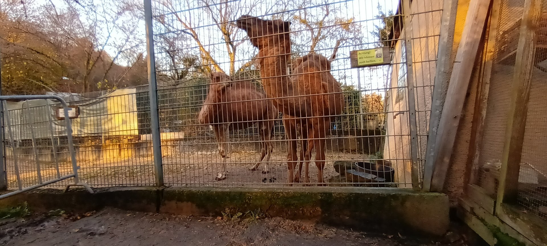 Dromedary Camels