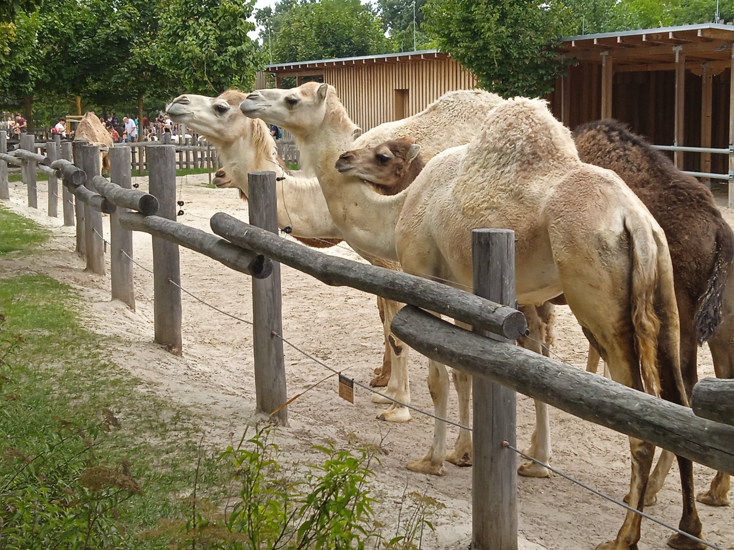 Dromedary camels