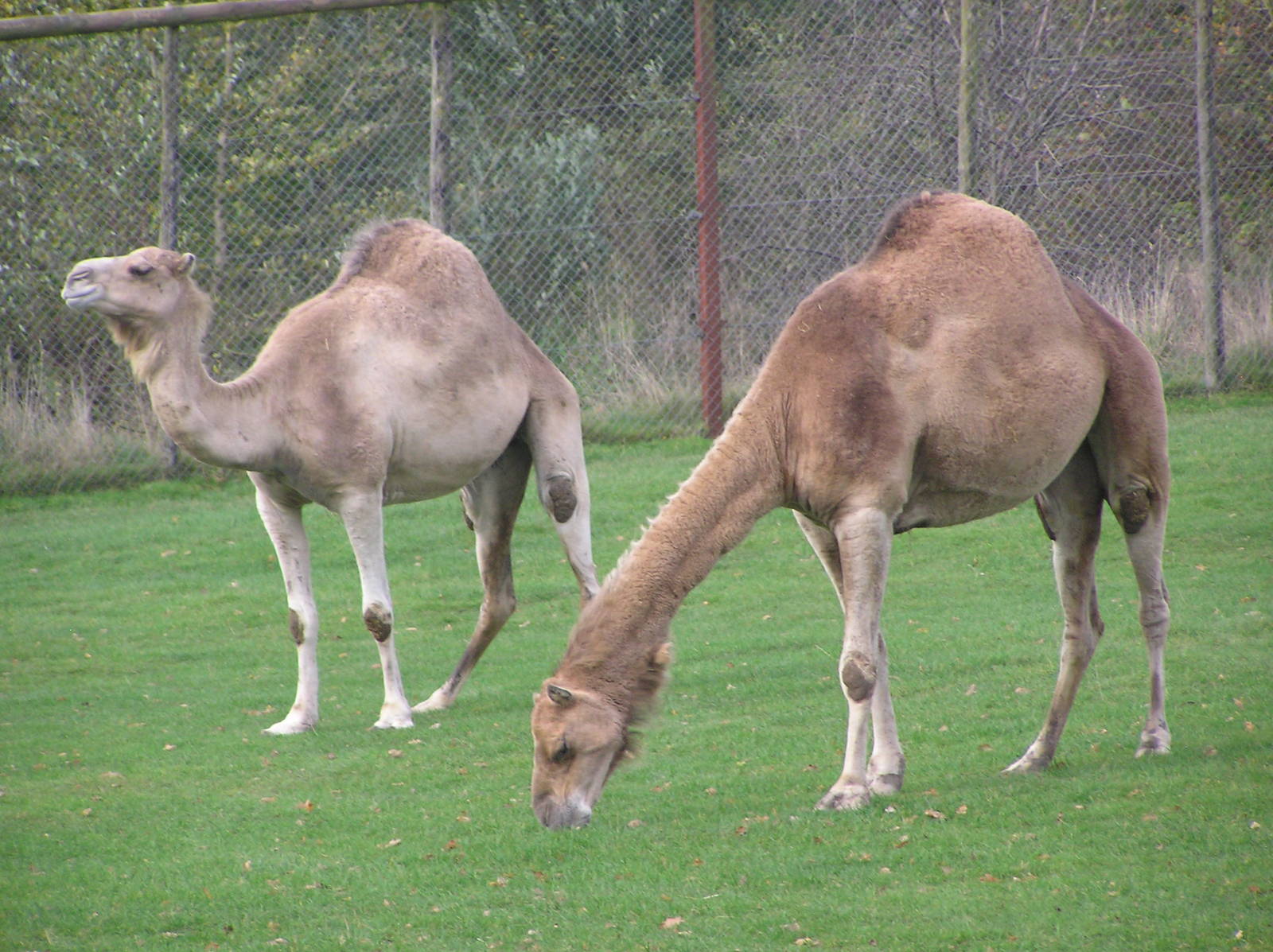 Dromedary Camels