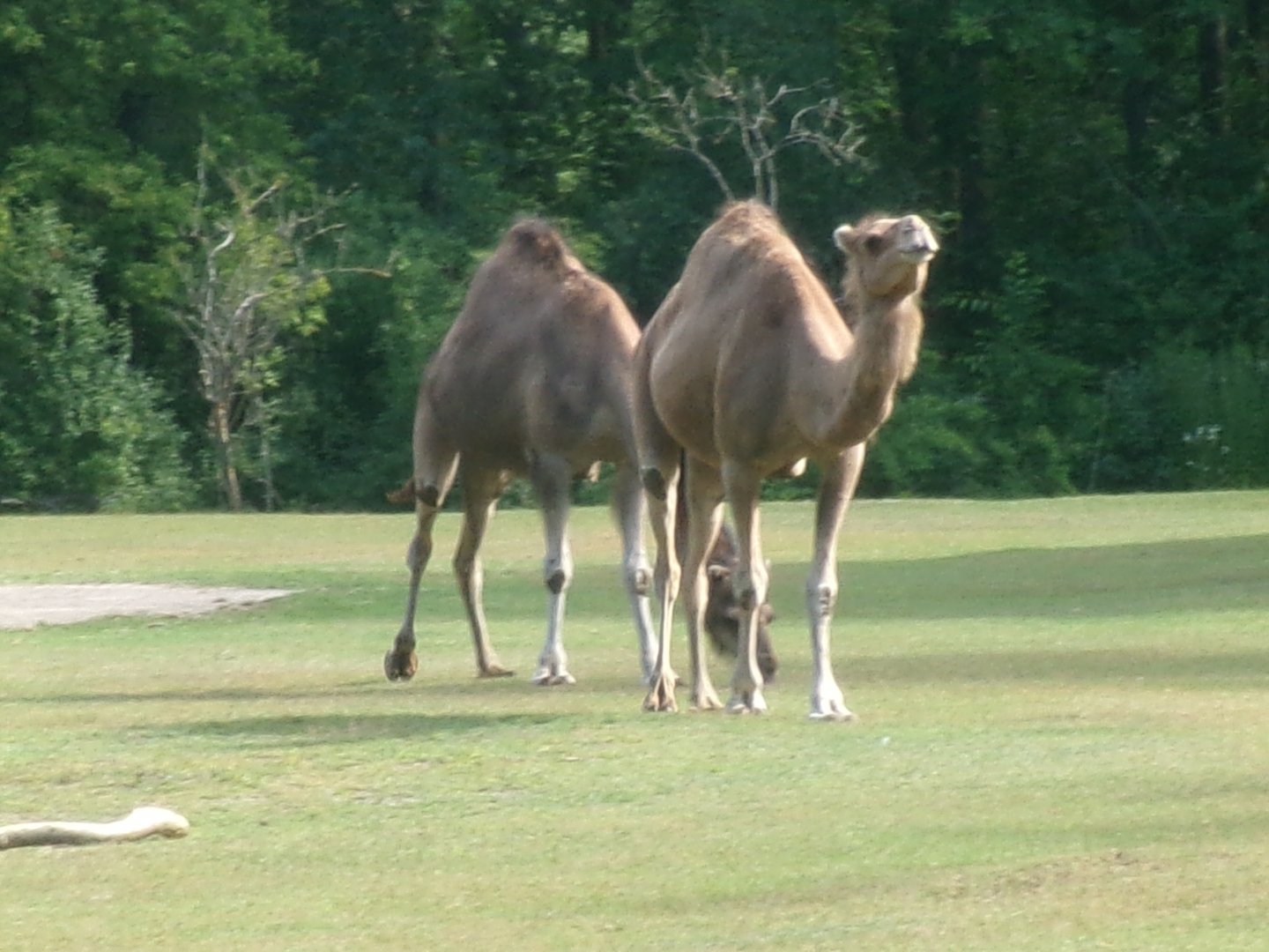 Dromedary camels