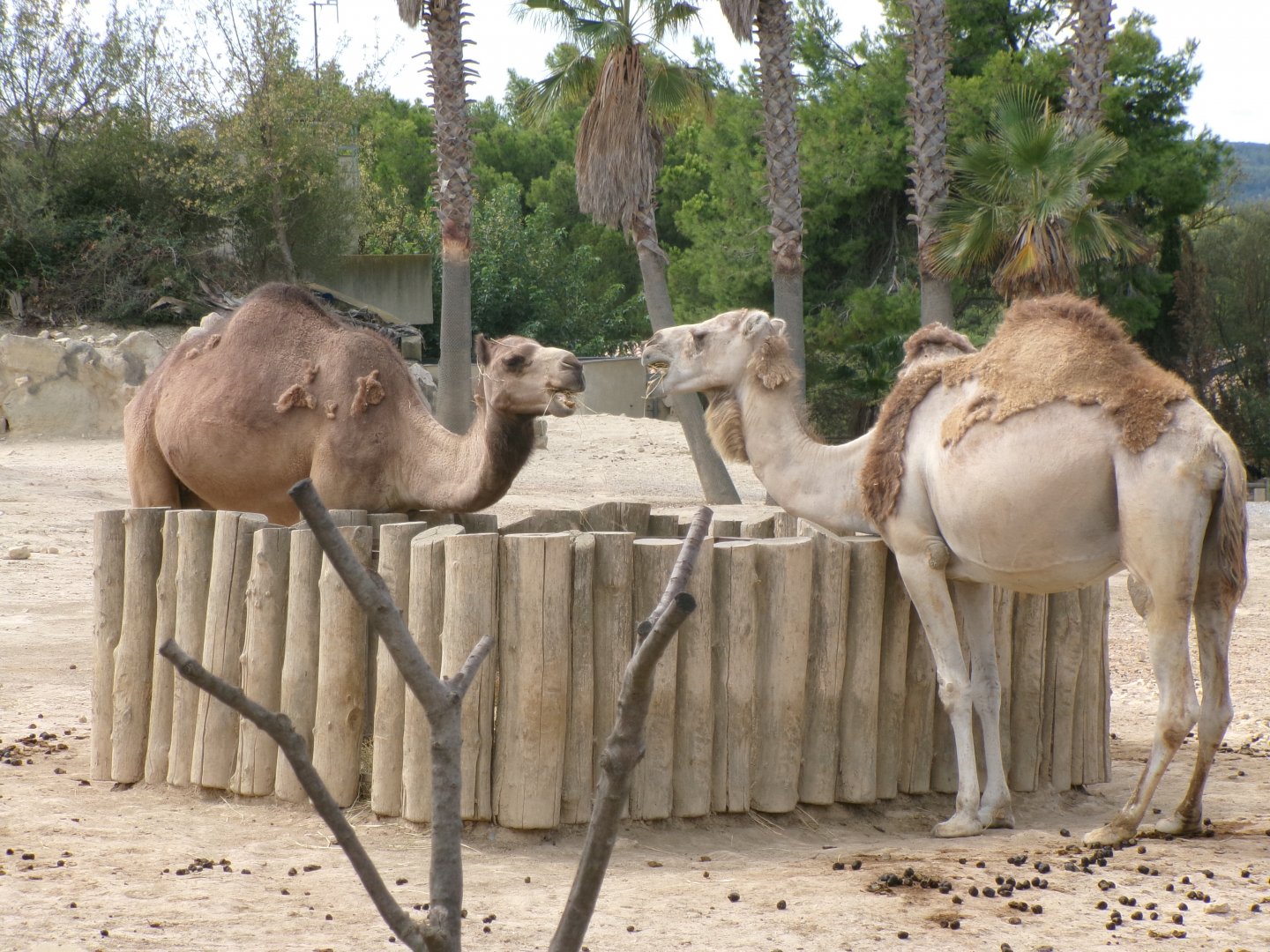 Dromedary camels