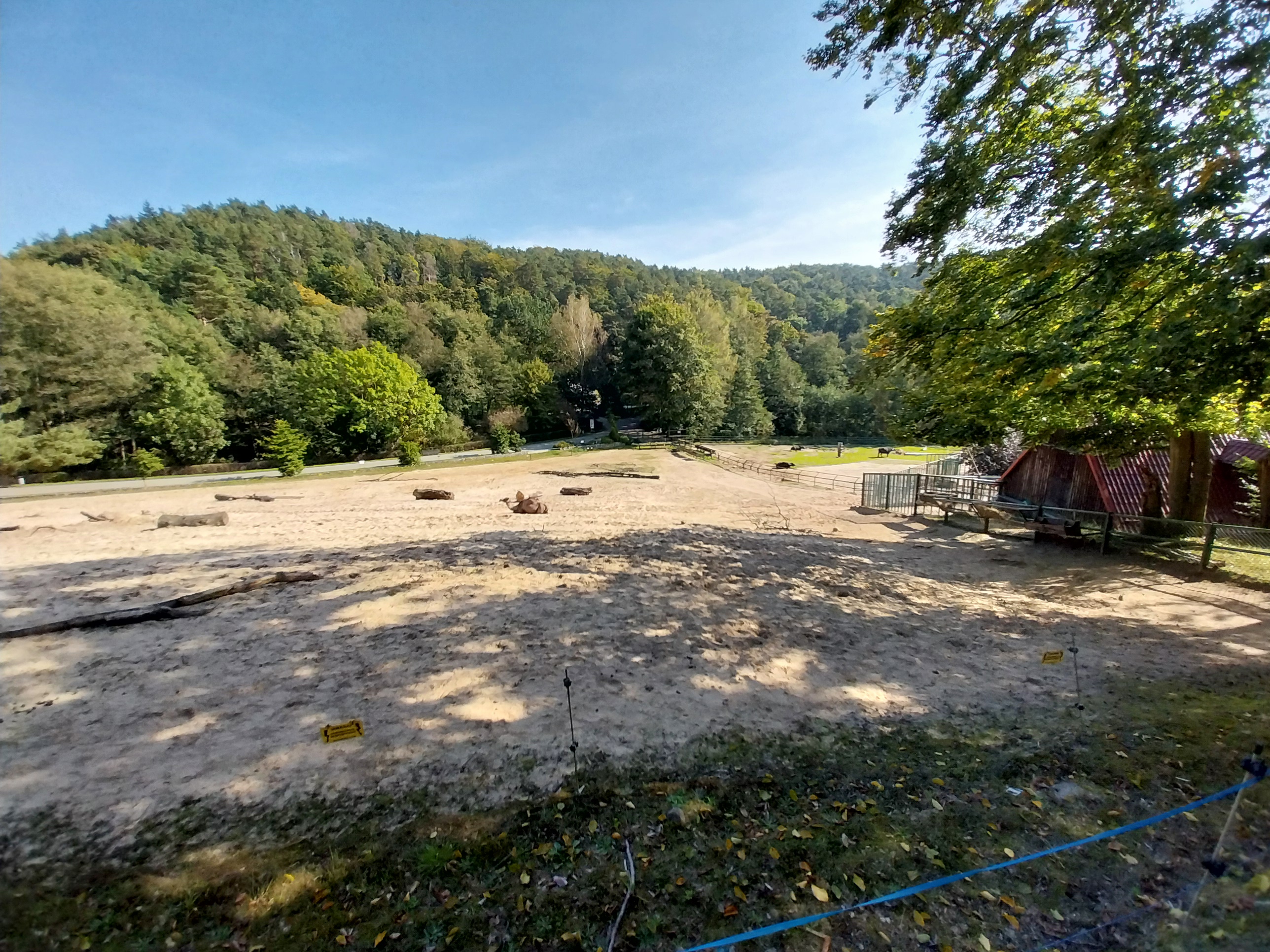 Dromedary (Camelus dromedarius) and Water Buffalo (Bubalus arnee f. bubalis) enclosures
