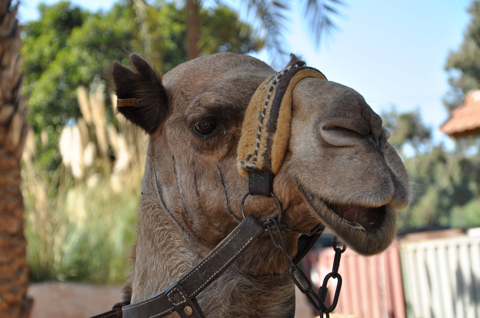 Dromedary/ Camelus dromedarius