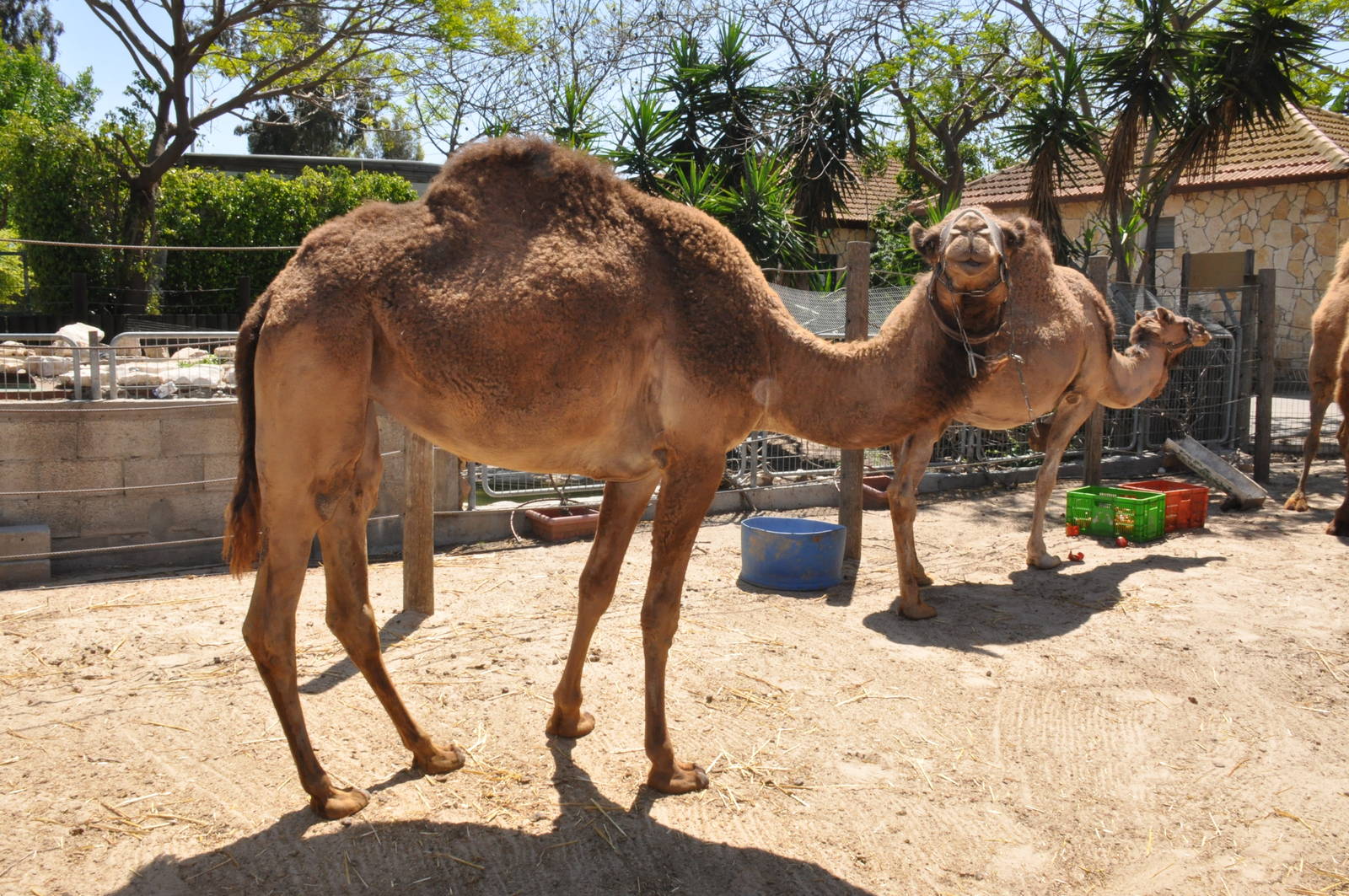 Dromedary / Camelus dromedarius