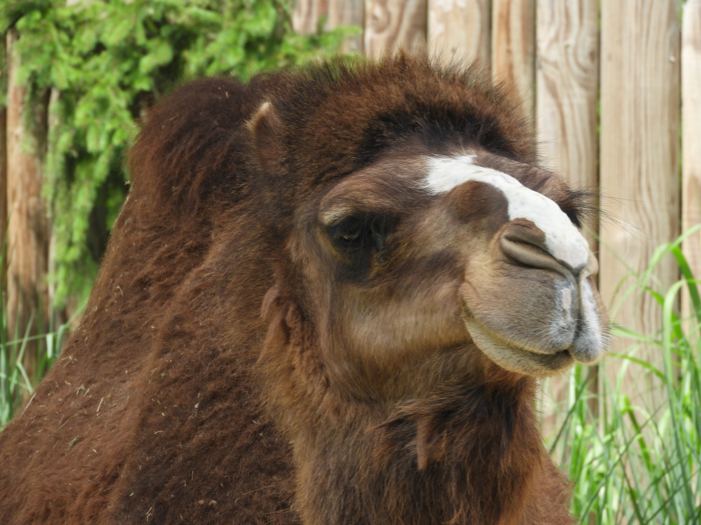 Dromedary (Camelus dromedarius)