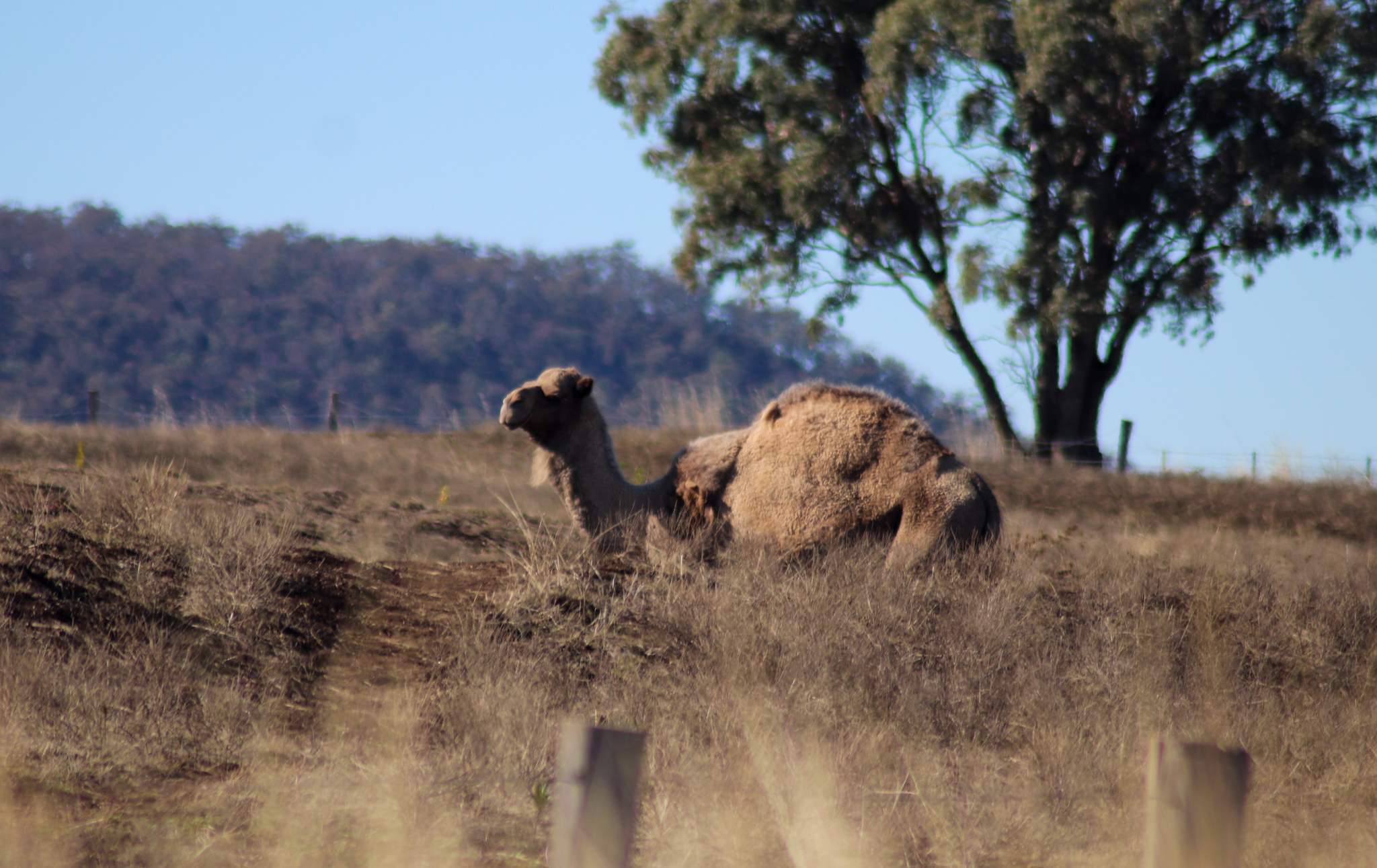 Dromedary (Camelus dromedarius)