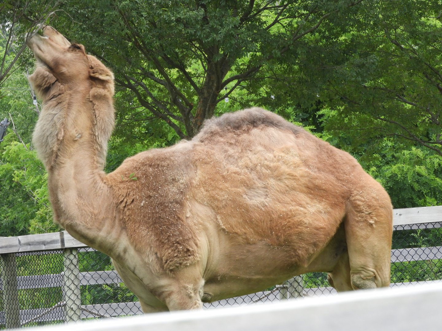 Dromedary (Camelus dromedarius)