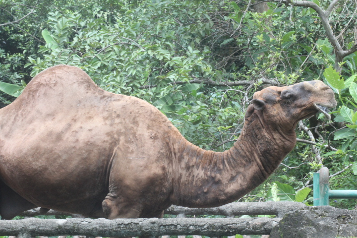 Dromedary (Camelus dromedarius)